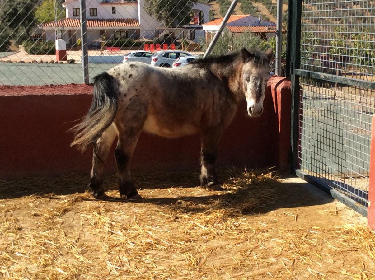 Pensjonat Santa Marta Complejo Rural Con Pista De Padel Archidona Zewnętrze zdjęcie
