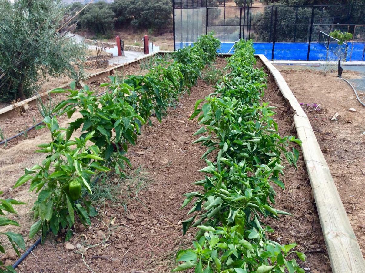 Pensjonat Santa Marta Complejo Rural Con Pista De Padel Archidona Zewnętrze zdjęcie